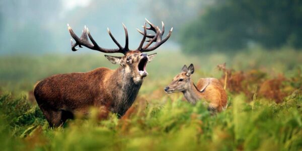 Le rut des cerfs dans les Hautes Pyrénées