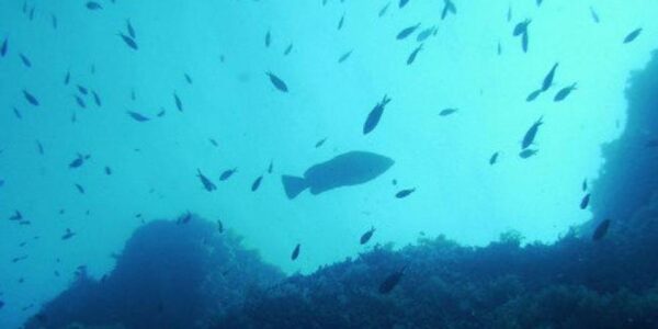 Diving baptism in Tarragona