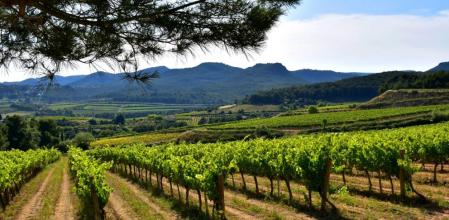 Tour à vélo à travers les vignobles du Penedés