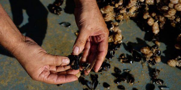 Atelier pêche aux coquillages dans le Delta de l'Èbre + Dégustation de moules
