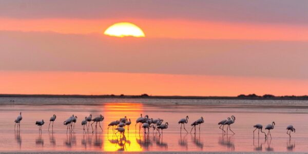 Albirament de flamencs al Delta de l'Ebre al capvespre