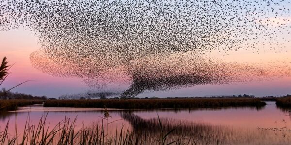 Tour en 4x4 et kayak à travers le delta de l'Èbre