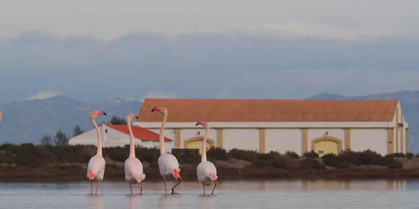 4x4 and kayak tour through the Ebro Delta