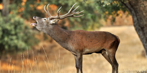 Le rut des cerfs dans les Hautes Pyrénées