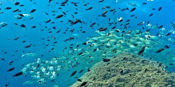 Snorkel a les illes Medes