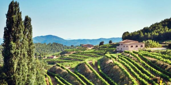 Tour à vélo à travers les vignobles du Penedés