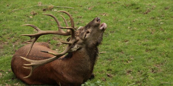 Le rut des cerfs dans les Hautes Pyrénées