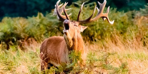 Cervi in calore negli Alti Pirenei