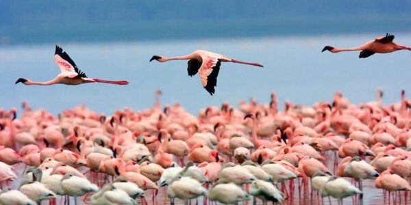 Albirament de flamencs al Delta de l'Ebre al capvespre