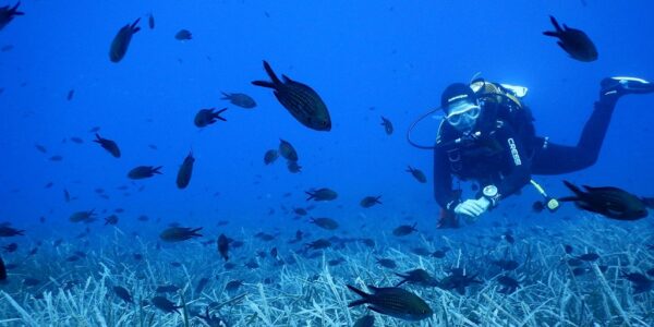 Diving baptism in Tarragona